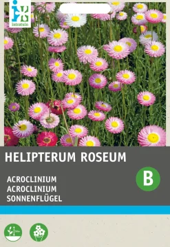 Intratuin Sonnenflügel (Acrolineum roseum) Blumensamen| Saatgut|Blühende Pflanzen