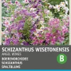 Intratuin Spaltblume (Schizanthus wisetonensis 'Angel Wings') Blumensamen| Saatgut|Blühende Pflanzen