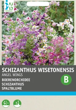 Intratuin Spaltblume (Schizanthus wisetonensis 'Angel Wings') Blumensamen| Saatgut|Blühende Pflanzen