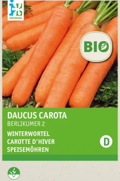 Intratuin Speisemöhren (Daucus carota 'Berlikum 2') (BIO) Samen| Gemüsesamen|Saatgut
