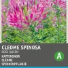 Intratuin Spinnenpflanze (Cleome spinosa 'Rose Queen') Blumensamen| Saatgut|Blühende Pflanzen