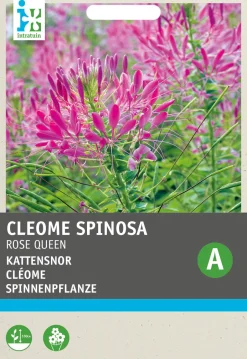 Intratuin Spinnenpflanze (Cleome spinosa 'Rose Queen') Blumensamen| Saatgut|Blühende Pflanzen