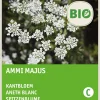 Intratuin Spitzenblume (Ammi majus) (BIO) Samen| Saatgut|Blühende Pflanzen