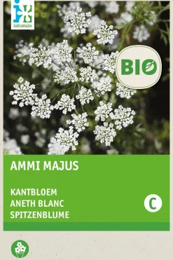 Intratuin Spitzenblume (Ammi majus) (BIO) Samen| Saatgut|Blühende Pflanzen