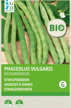 Intratuin Stangenbohne (Phaseolus vulgaris 'Neckarkönigin') (BIO) Samen| Gemüsesamen|Saatgut