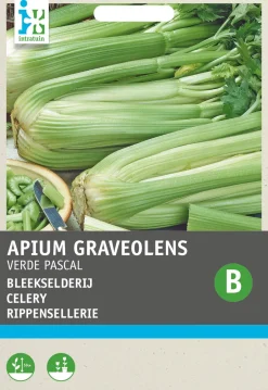 Intratuin Stangensellerie (Apium graveolens 'Groene van Pascal') Samen| Gemüsesamen|Saatgut