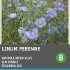 Intratuin Stauden-Lein blau (Linum perenne) Blumensamen| Saatgut|Blühende Pflanzen