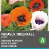 Intratuin Staudenmohn bunt (Papaver orientale) Blumensamen-Mischung| Blühende Pflanzen|Saatgut