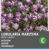 Intratuin Steinkraut (Alyssum maritimum 'Royal carpet') Blumensamen| Saatgut|Blühende Pflanzen