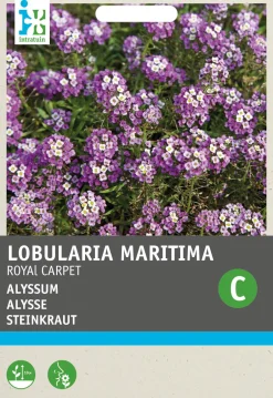 Intratuin Steinkraut (Alyssum maritimum 'Royal carpet') Blumensamen| Saatgut|Blühende Pflanzen