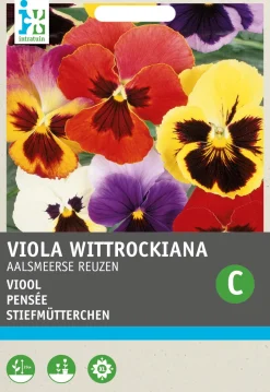 Intratuin Stiefmütterchen (Viola wittrockiana 'Riesen von Aalsmeer') Blumensamen-Mischung| Saatgut|Blühende Pflanzen