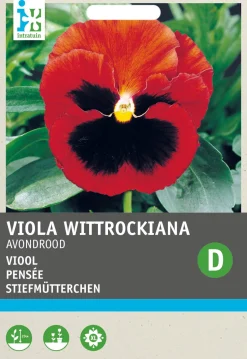 Intratuin Stiefmütterchen (Viola wittrockiana 'Abendglut') Blumensamen| Saatgut|Blühende Pflanzen