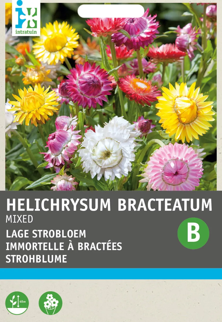 Intratuin Strohblume (Helichrysum bracteatum 'Tom Thumb') Blumensamen-Mischung| Saatgut|Blühende Pflanzen