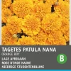 Intratuin Studentenblume orange (Tagetes patula nana 'Orange Boy') Blumensamen| Saatgut|Blühende Pflanzen