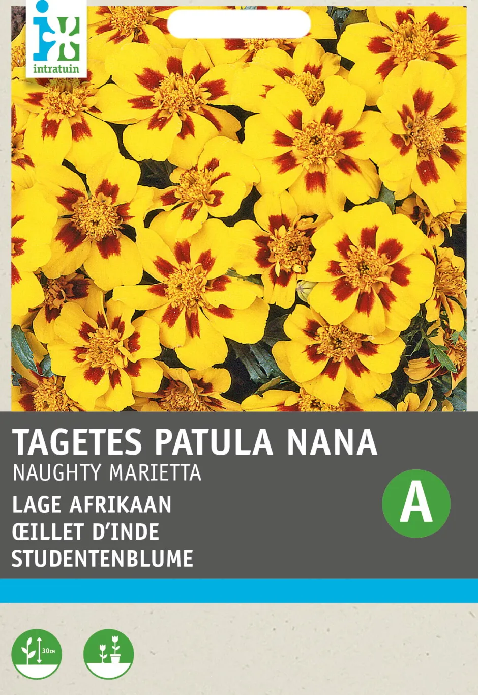 Intratuin Studentenblume goldgelb-braun (Tagetes patula nana 'Granada') Blumensamen| Blühende Pflanzen|Saatgut