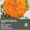 Intratuin Studentenblume orange (Tagetes patula 'Hawaii') Blumensamen| Saatgut|Blühende Pflanzen