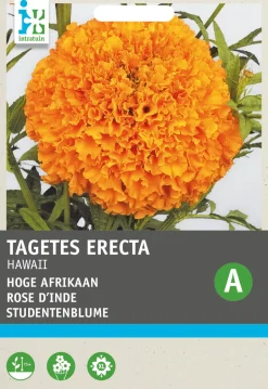 Intratuin Studentenblume orange (Tagetes patula 'Hawaii') Blumensamen| Saatgut|Blühende Pflanzen