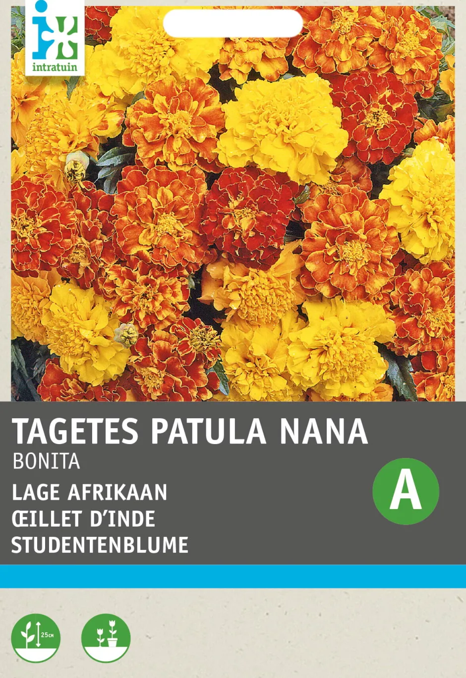 Intratuin Studentenblume (Tagetes patula nana 'Bonita') Blumensamen-Mischung| Saatgut|Blühende Pflanzen