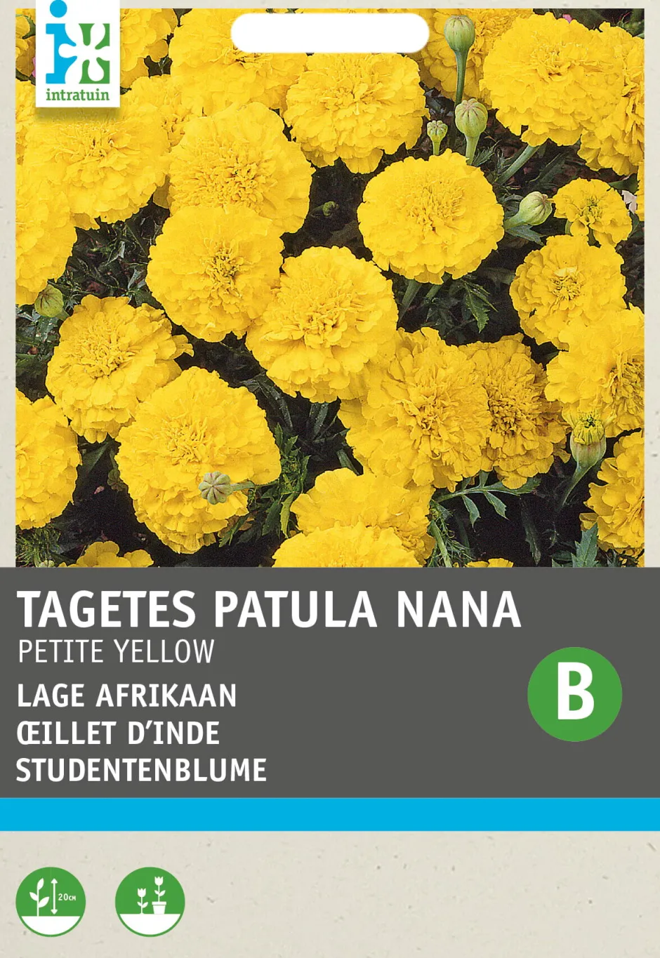 Intratuin Studentenblume gelb (Tagetes patula nana 'Petite Yellow') Blumensamen| Saatgut|Blühende Pflanzen