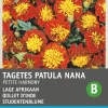 Intratuin Studentenblume (Tagetes 'Petite Harmony') Blumensamen| Saatgut|Blühende Pflanzen