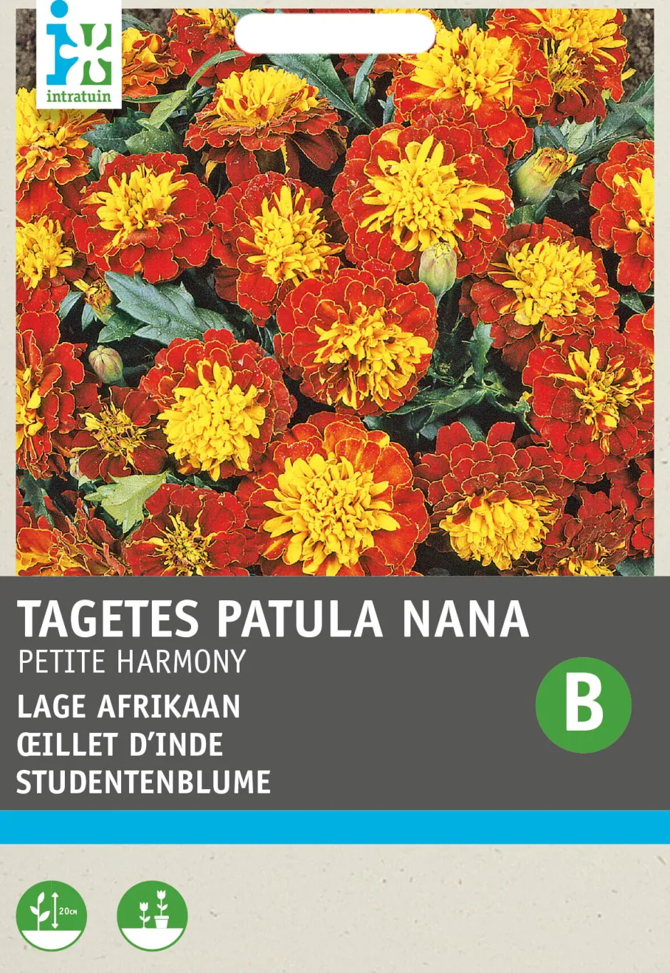 Intratuin Studentenblume (Tagetes 'Petite Harmony') Blumensamen| Saatgut|Blühende Pflanzen