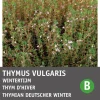 Intratuin Thymian Winter (Thymus vulgaris) Samen| Kräutersamen|Saatgut