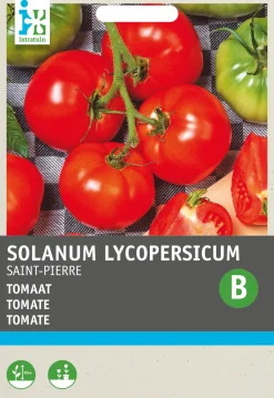 Intratuin Tomate (Solanum lycopersicum 'St. Pierre') Samen| Gemüsesamen|Saatgut