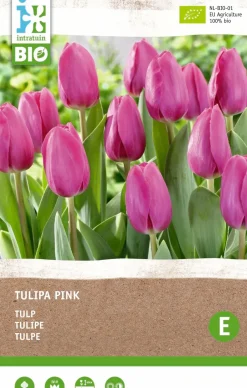Intratuin Tulpe (Tulipa) (BIO) Blumenzwiebeln rosa 6 St.| Frühlings-Blüher|Blumenzwiebeln