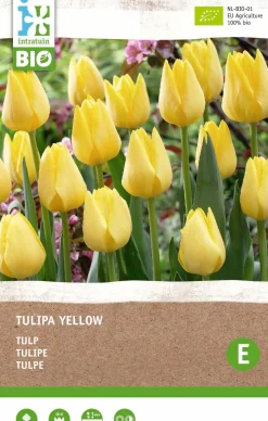 Intratuin Tulpe (Tulipa) (BIO) Blumenzwiebeln gelb 6 St.| Frühlings-Blüher|Blumenzwiebeln