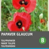 Intratuin Tulpenmohn rot mit Fleck (Papaver glaucum) Blumensamen| Blühende Pflanzen|Saatgut