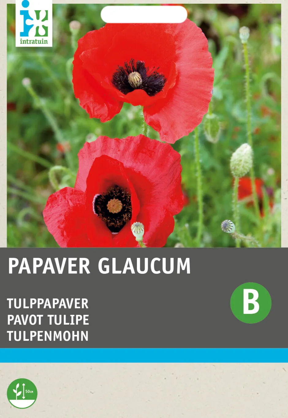 Intratuin Tulpenmohn rot mit Fleck (Papaver glaucum) Blumensamen| Blühende Pflanzen|Saatgut