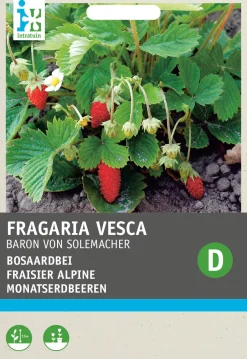 Intratuin Walderdbeere (Fragaria vesca 'Baron von Solemacher') Samen| Obstsamen|Saatgut