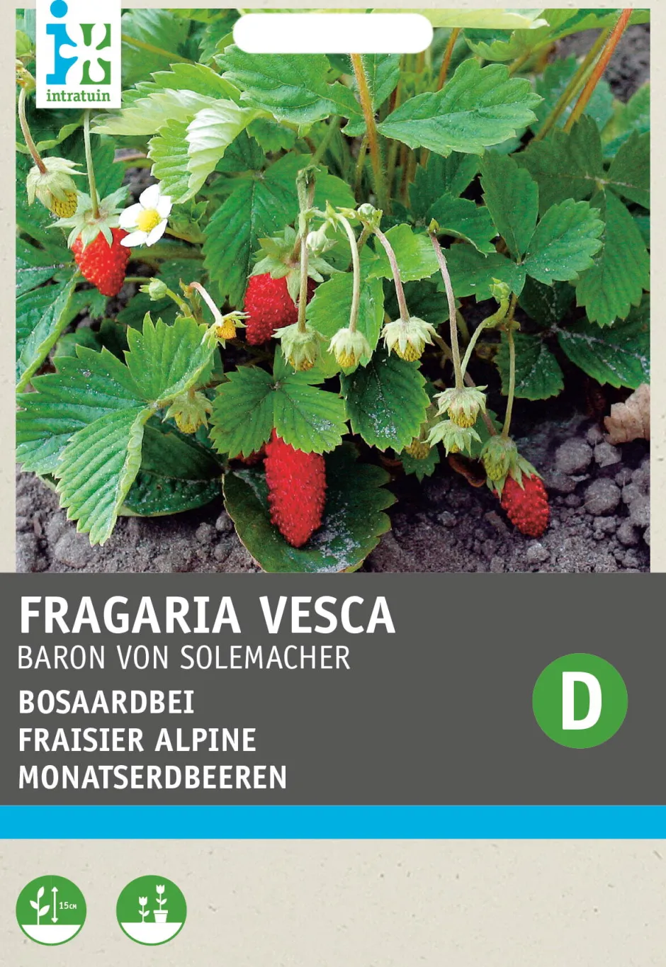 Intratuin Walderdbeere (Fragaria vesca 'Baron von Solemacher') Samen| Obstsamen|Saatgut