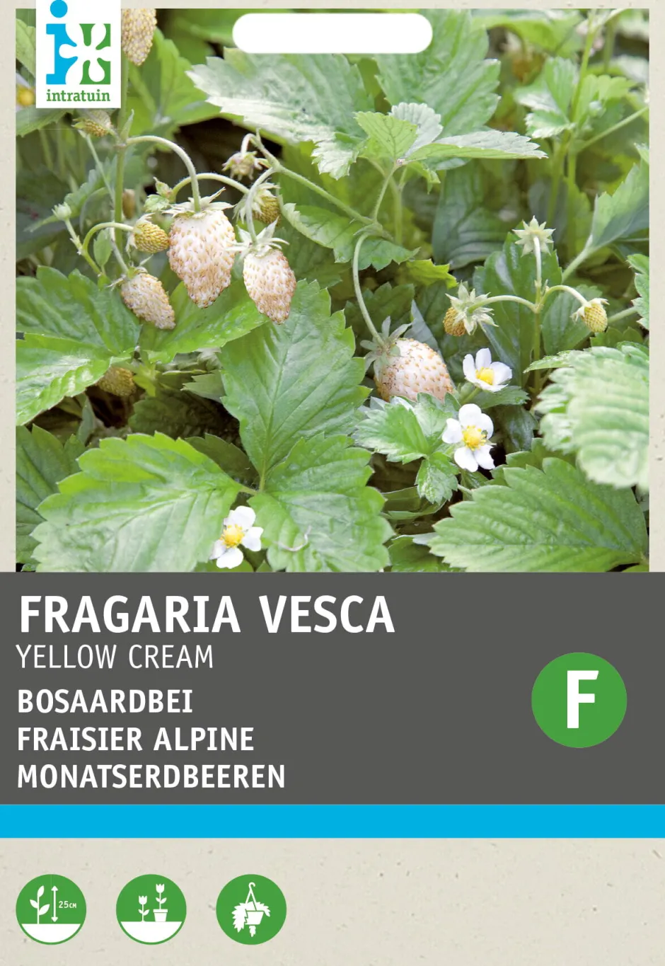 Intratuin Walderdbeere weiß (Fragaria vesca 'Yellow Cream') Samen| Obstsamen|Saatgut