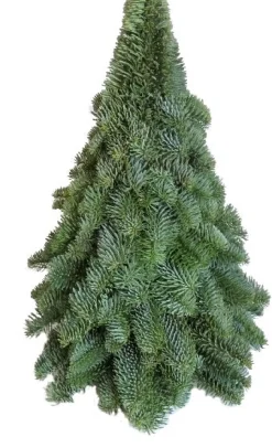 Intratuin Weihnachtsbaum aus Nobilis-Zweigen H 30 cm| Weihnachtsfiguren & -Objekte