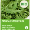 Intratuin Wilder Rucola (Diplotaxis tenuifolia) (BIO) Samen| Gemüsesamen|Saatgut