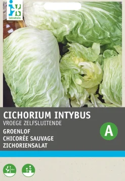 Intratuin Zichoriensalat (Cichorium intybus 'Pan Di Zucchero') Samen| Gemüsesamen|Saatgut