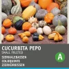 Intratuin Zierkürbis klein (Cucurbita pepo) Samen-Mischung| Gemüsesamen|Saatgut