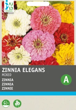 Intratuin Zinnie (Zinnia elegans) Blumensamen-Mischung| Saatgut|Blühende Pflanzen