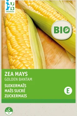 Intratuin Zuckermais (Zea mays 'Golden Bantam') (BIO) Samen| Gemüsesamen|Saatgut