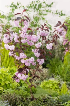 Intratuin Japanische Blütenkirsche (Prunus serrulata 'Royal') D 32 H 200 cm| Kirschlorbeer