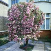 Intratuin Japanische Blütenkirsche (Prunus serrulata 'Kiku-Shidare-Zakura') D 32 H 200 cm| Winterharte Pflanzen|Kirschlorbeer