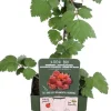 Intratuin Japanische Weinbeere (Rubus phoenicolasius) H 45 cm| Obstbäume & -Sträucher|Obstbäume & -Sträucher