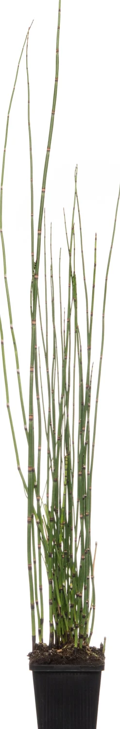 Intratuin Japanischer Schachtelhalm (Equisetum japonicum) D 9 H 20 cm| Winterharte Pflanzen|Mehrjährige Pflanzen