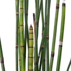 Intratuin Japanischer Schachtelhalm (Equisetum japonicum) D 9 H 20 cm| Winterharte Pflanzen|Mehrjährige Pflanzen