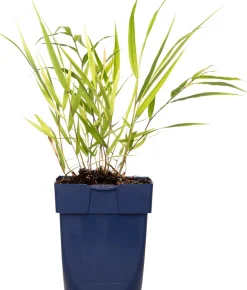Intratuin Japanisches Berggras (Hakonechloa macra) D 11 H 10 cm| Immergrüne Pflanzen|Winterharte Pflanzen
