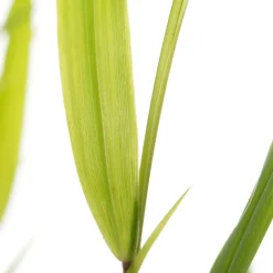 Intratuin Japanisches Berggras (Hakonechloa macra) D 11 H 10 cm| Immergrüne Pflanzen|Winterharte Pflanzen