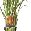 Intratuin Japanisches Blutgras (Imperata cylindrica 'Red Baron') D 19 H 50 cm| Winterharte Pflanzen|Mehrjährige Pflanzen