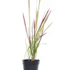 Intratuin Japanisches Blutgras (Imperata cylindrica 'Red Baron') D 17 H 40 cm| Winterharte Pflanzen|Mehrjährige Pflanzen