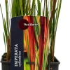 Intratuin Japanisches Blutgras (Imperata cylindrica 'Red Baron') D 23 H 40 cm| Winterharte Pflanzen|Mehrjährige Pflanzen